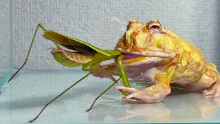 A frog that slowly enjoys a big praying mantis