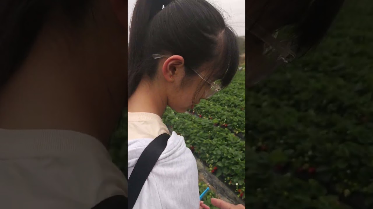 Fanling hongkong strawberry farm🍓🍓🍓