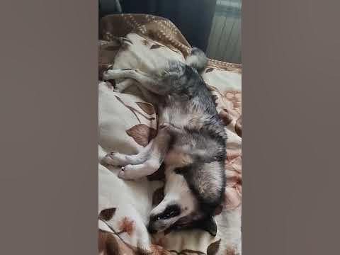 Сладкие ушки, валяются на подушке! - YouTube