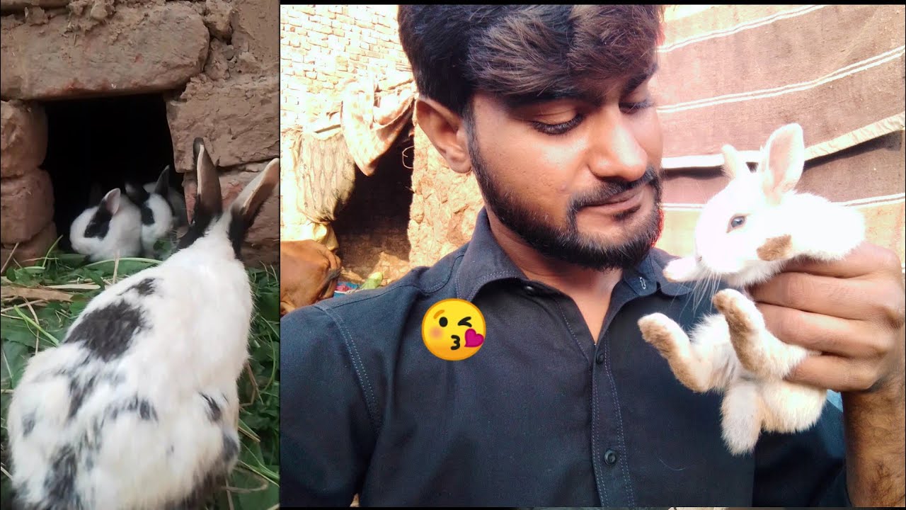 rabbits ka bache bahir Nikal Aye😘 YouTube