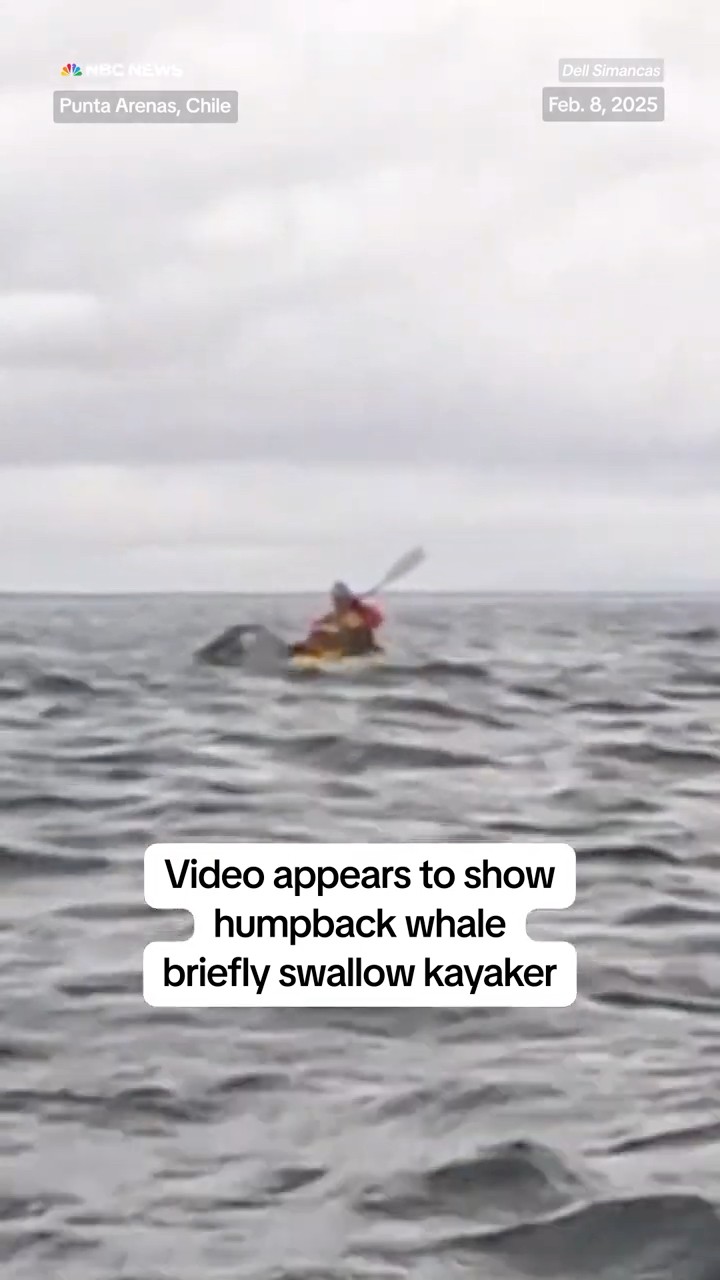 Video appears to show humpback whale briefly swallow kayaker