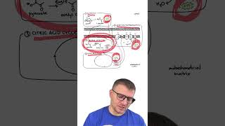 MCQ: Cellular Respiration