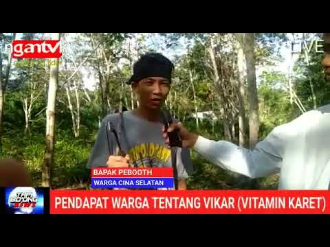 pendapat warga dayak. tentang vikar. vitamin karet