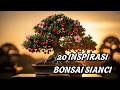 20 Inspirasi Bonsai Sianci Terindah 2026 🌿 Collector Grade Buah Mini yang Viral &amp; Bernilai Tinggi