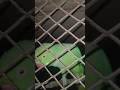 ❤️🦜.. #parrotsinging #indianparrot #youtubeshorts #parrot #shorts