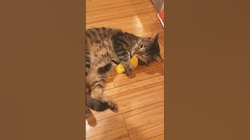Cat plays with catnip toy