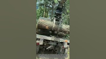 Loading Giant Tree Logs Into a Truck Using a Powerful Construction Machine