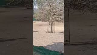 Zoo Safari Mein Pyare Animals Ka Relax Time