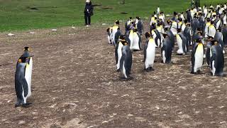 King Penguins On The Falklands Honking