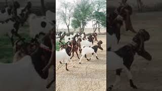 Pateri Goats