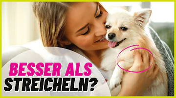 Was bedeutet es wenn Hunde am Bauch gestreichelt werden wollen?