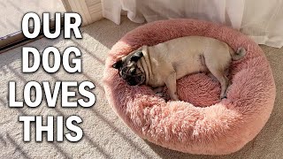 MFOX Calming Dog Bed Review - Is It REALLY Worth The Money?
