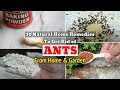 30 Natural Home Remedies To Get Rid of Ants From Home & Garden