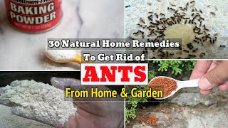 If you don???t want to see ants crawling in your home and garden. try
one of these 30 natural remedies get rid ants!1. baking soda &
powdered sugarl...