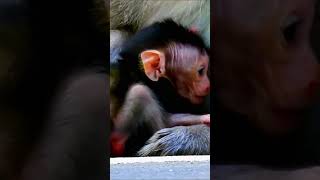 New baby monkey Tilly#190