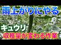 【キュウリ】雨上がり後が勝負!収穫量を増やすためにやるべき管理作業