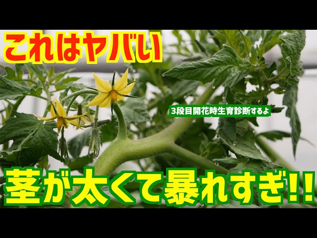 Large tomatoes] Are the stems thin? Thick? Normal? Growth
