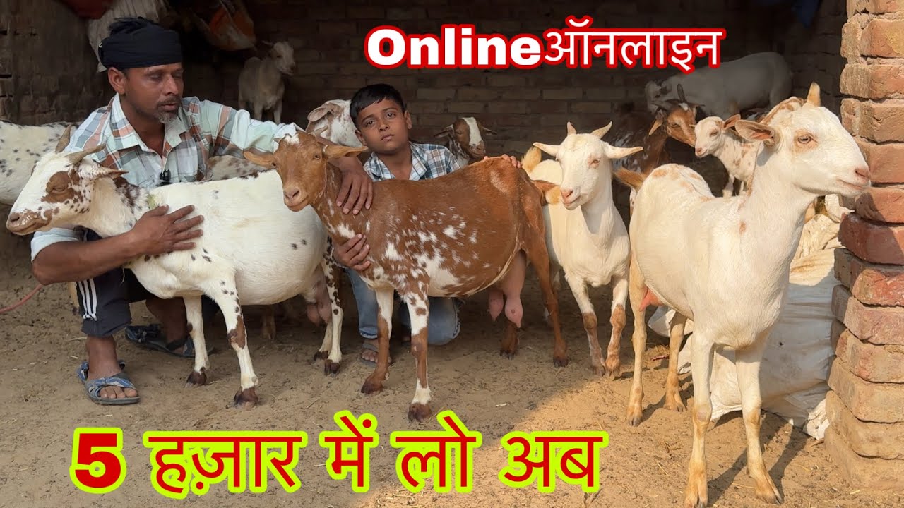 5 हज़ार में यहाँ पर बकरे बकरियाँ बिकाऊ 