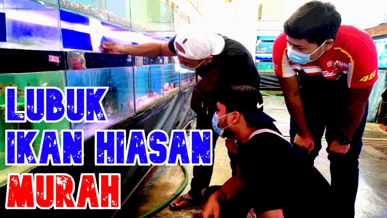 KEDAI IKAN DI KULAI, JOHOR NANYANG FISH FARM [PART 1] YouTube