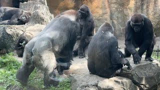 gorilla モモコ以外集まってきた【2024年‎5月14日】【上野動物園】ゴリラ💓 All but Momoko have gathered.