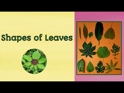 #Shapes of leaves , Basic shapes of leaves- Ovate,Cordate, Oblong,Lobed, Palmate, Pinnately compound
