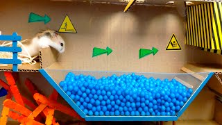 🐹Pool Maze for Hamster and Dragon in Maze for pets with Traps. Obstracle course by Mister Hamster 17,008,315 views 3 years ago 4 minutes, 24 seconds