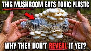 The Mushroom That Eats Toxc Plastic: Why It Never Left the Lab?