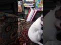 ladies battle ongoing for a long time...
