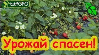 Земляника / Клубника Спасена! Вот Чем Надо Обработать Кусты, Чтобы Пропали Все Болезни И Вредители!