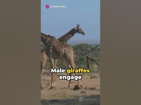 How Did The Giraffes Evolved? #giraffe #shortsbeta - YouTube
