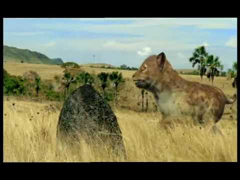 Walking with Beasts Se1 - Ep05 Sabre Tooth - Part 01