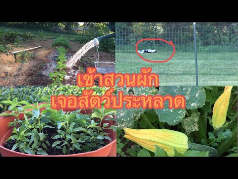 พาเข้าสวนผัก#ปลูกใบแมงลัก#เจอสัตว์ประหลาด# Skunk