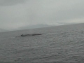 Crystal Bay Lodge - Whale watching