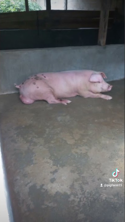 BABI KAWIN  #pigfarm15 #peternakmuda