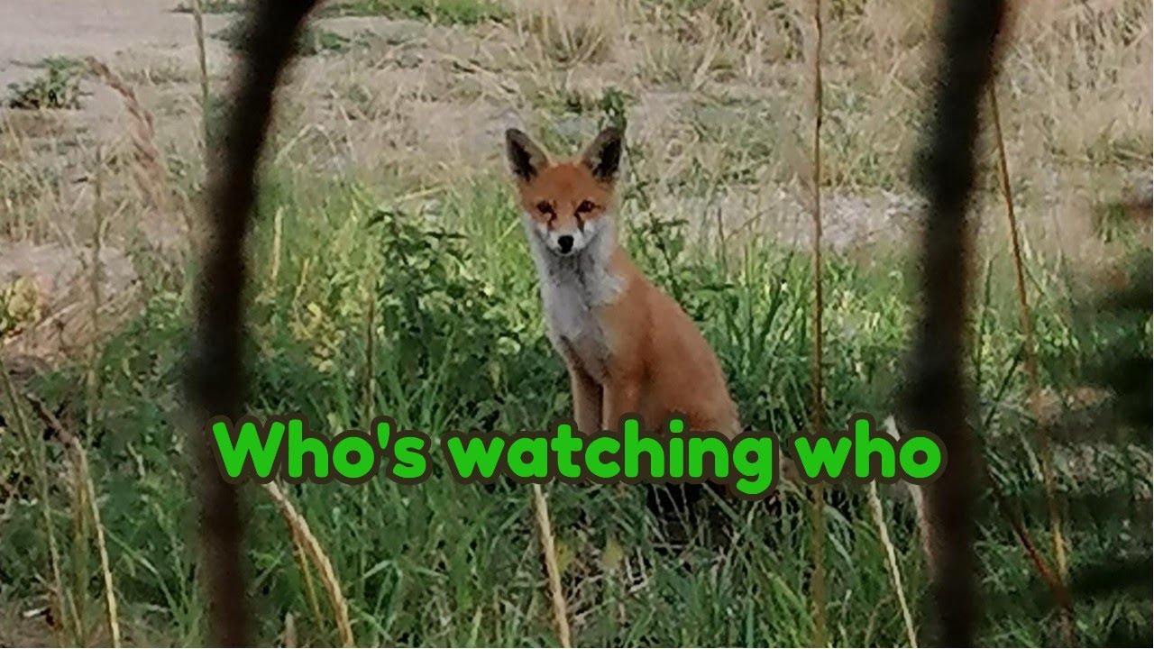 Every Animal in Our Garden Caught