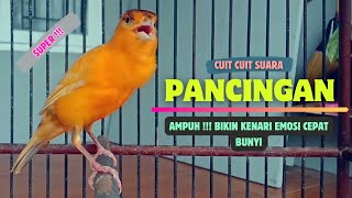 Suara PANCINGAN KENARI Paud BeLajar Bunyi NgeriwiK || Masteran Kenari Paud Cepat Bunyi || Part 140