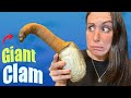 Geoduck Gastronomy:  A Giant Clam Culinary Quest You Believe!