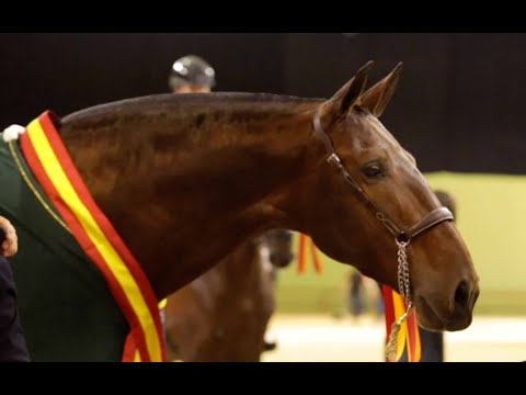 VIDEO REPORTAJE SICAB 2021... UN EXITO TOTAL DEL CABALLO ESPAÑOL.