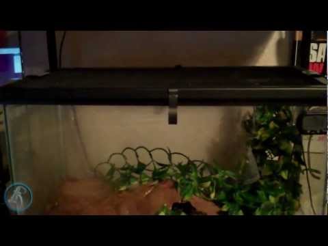 How to make sure your reptile doesn't escape