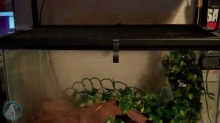 How to make sure your reptile doesn't escape