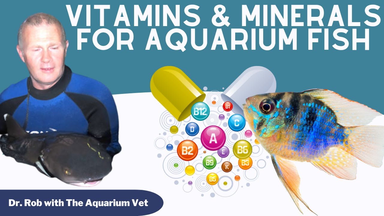 Vitamin and Mineral Requirements for Aquarium Fish YouTube