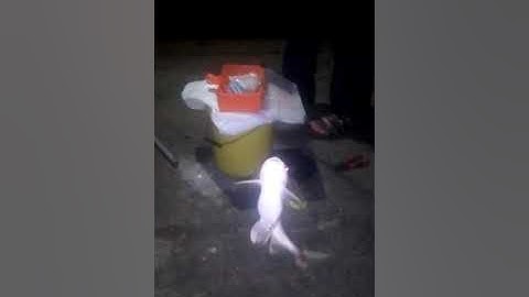 Câu cá út trắng khủng trên sông Soài Rạp