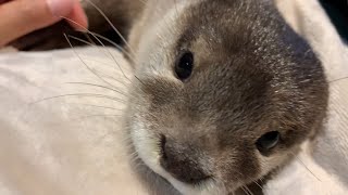 New species discovery [Otter life Day 53] カワウソの新種発見！？