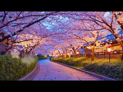 Quiet Cherry Blossom Path Peaceful Spring Ambience For Relax Study Calm 桜の小道 