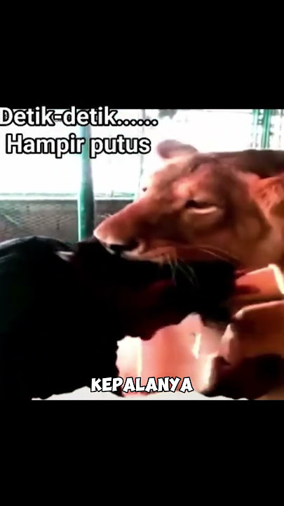 PAWANG DITERKAM SINGA SENDIRI