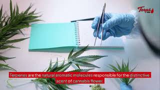 Celebrity Why Growers Spray Terpenes on Weed – Terps USA® Wealth