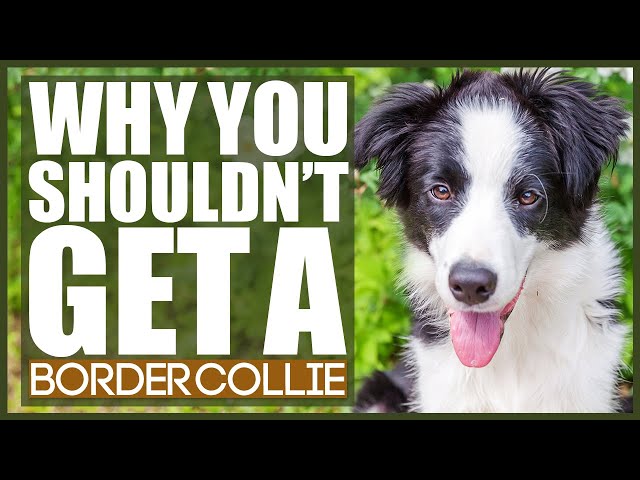 5 things you must never Do to a border collie, by Asimkhan