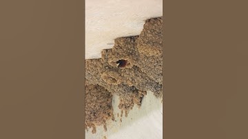 Cliff Swallows nests alongside a bridge
