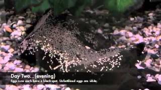 Green Terror - egg laying and hatching