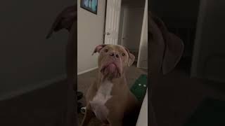 Pitbull Dog Tricks Me Into Feeding Him After Someone Else Fed Him!
